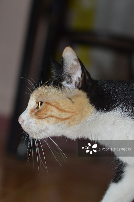猫看向别处的特写图片素材