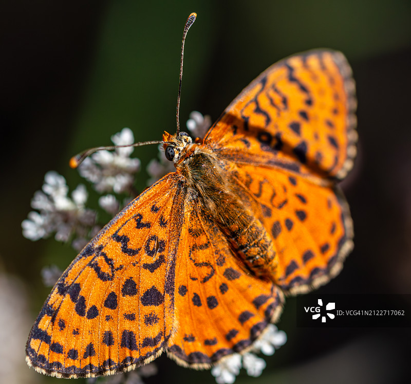 蝴蝶为花朵授粉的特写图片素材