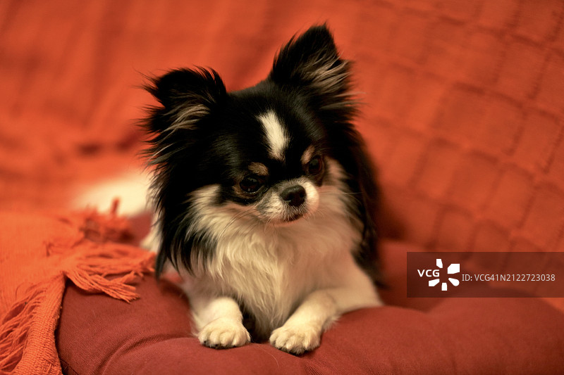 吉娃娃宠物狗在沙发上休息特写图片素材
