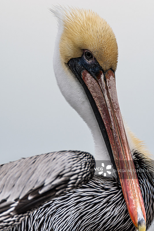 棕色鹈鹕在晴朗天空下的特写，美国南卡罗来纳州默勒尔斯 inlet图片素材