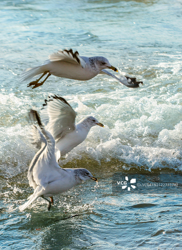 加拿大海鸥飞越海面的高角度视图图片素材