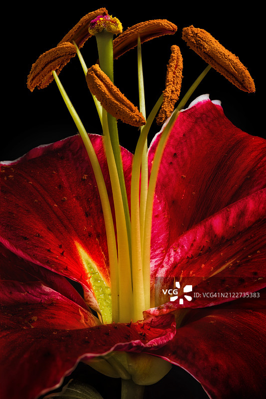 户外盛开的红色百合花特写图片素材