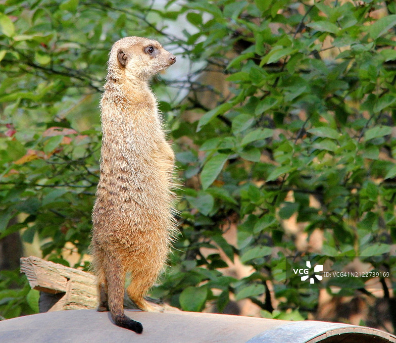 向远处看的猫鼬特写图片素材