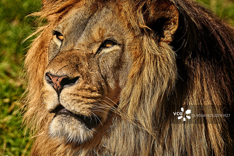 雄狮侧面特写图片素材