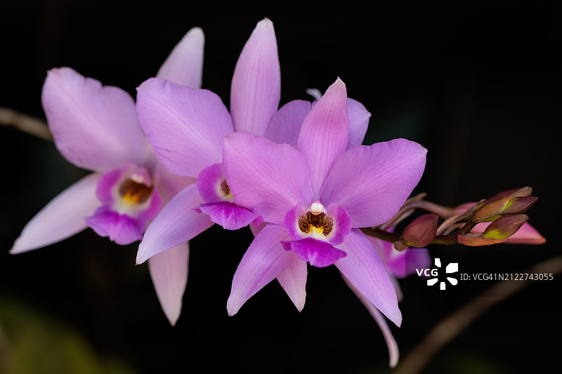 美国佛罗里达州棕榈城粉色兰花特写图片素材