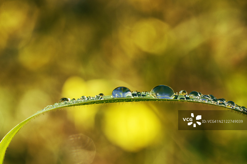 植物上的水滴特写图片素材