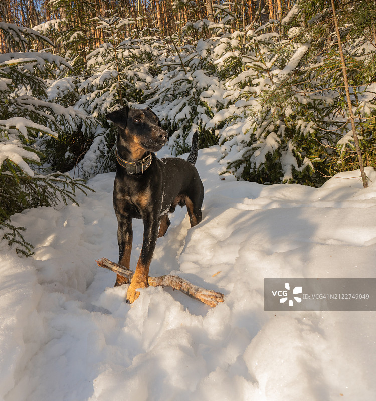 俄罗斯雪地里的纯种杜宾犬图片素材