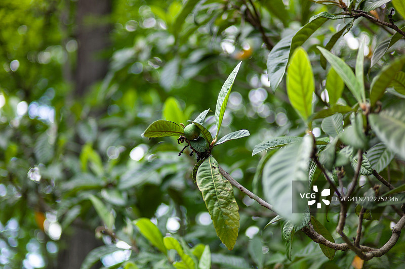 树上昆虫的低角度视图图片素材