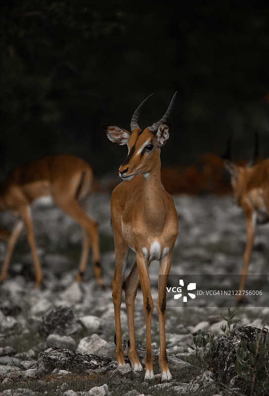 鹿站在田野上的肖像图片素材