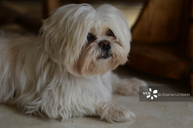 居家宠物西施犬的特写图片素材