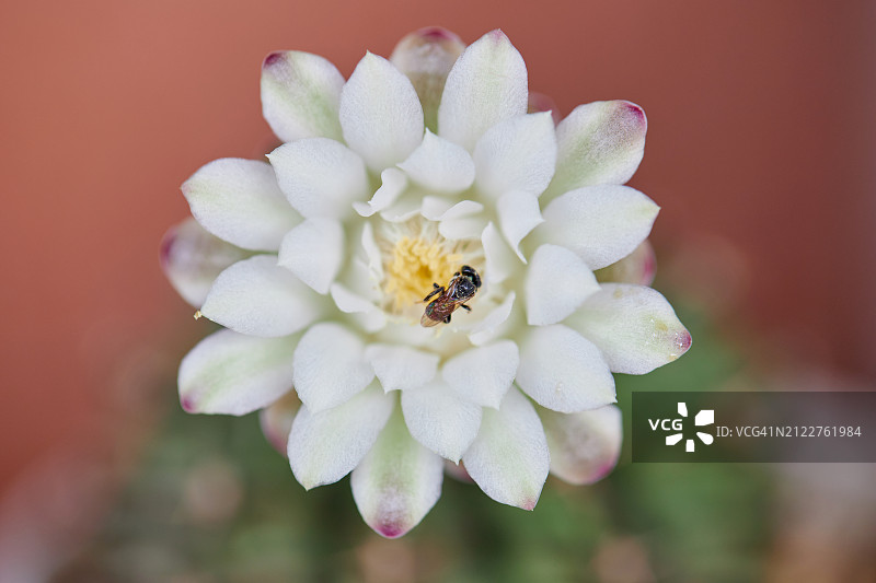 昆虫在花上的特写图片素材