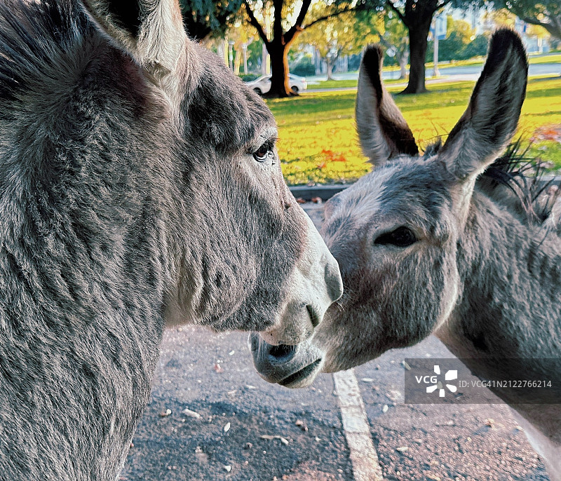 美国加利福尼亚州河滨市人行道上站立的驴的特写图片素材