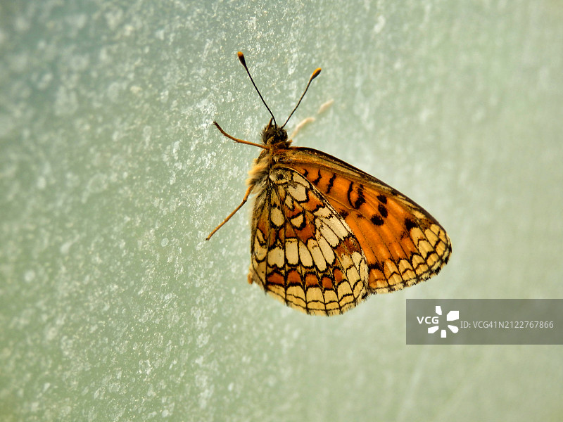 法国多尔多涅树叶上的蝴蝶特写图片素材