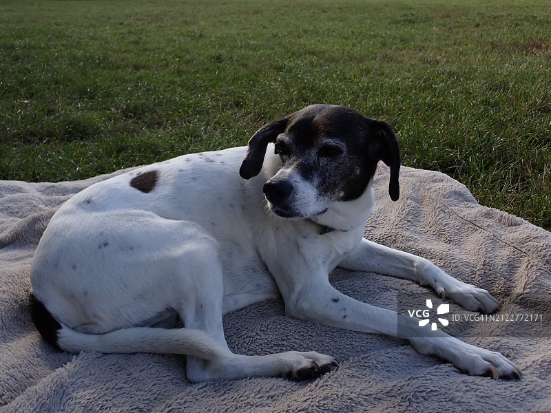 猎犬在田野上休息的俯视照片图片素材