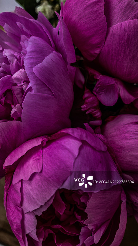 粉色玫瑰花的特写图片素材