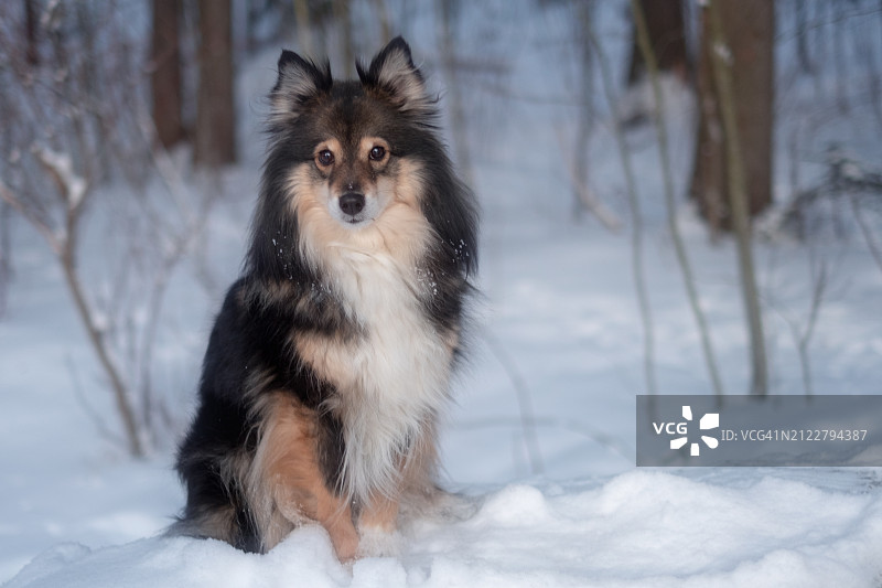 雪地上的设得兰群岛牧羊犬肖像图片素材