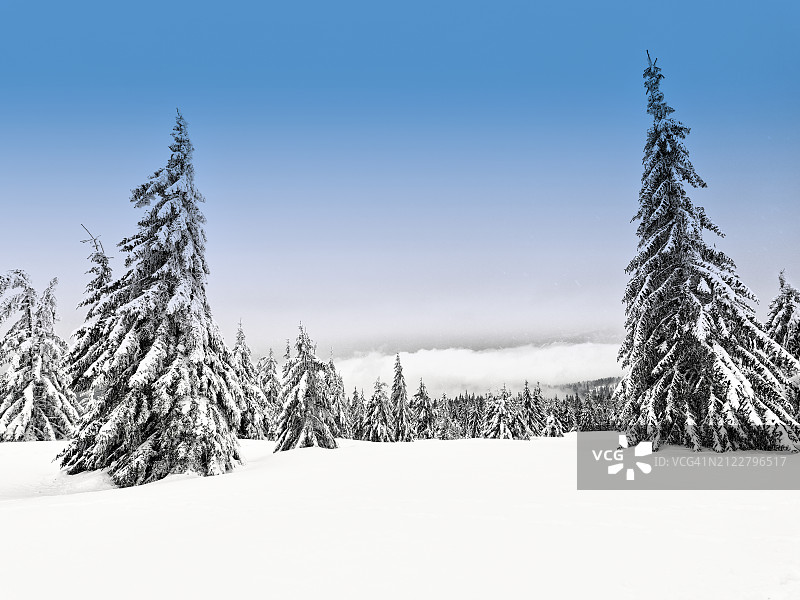 白雪覆盖的田野上的树木映衬着天空图片素材