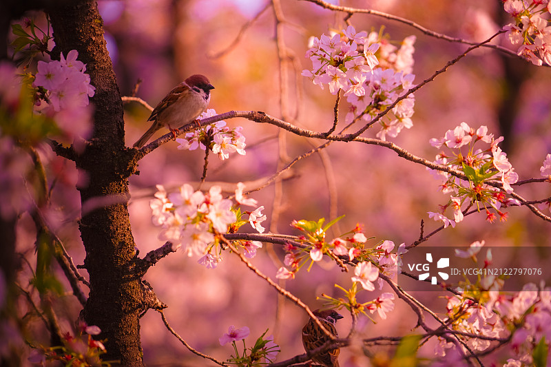 从低角度看春天的樱花图片素材