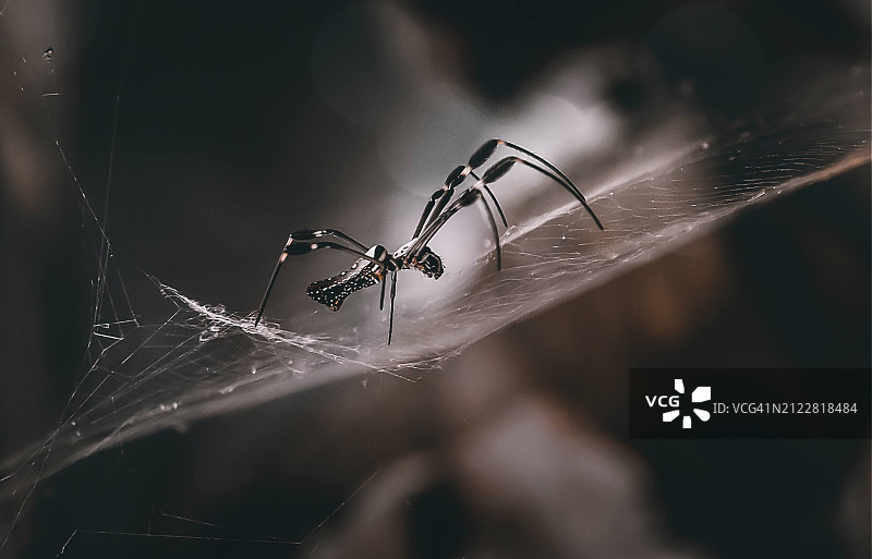 哥斯达黎加Heredia省，蜘蛛网上的蜘蛛特写图片素材
