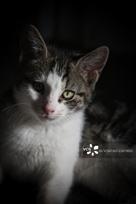 猫的特写肖像图片素材