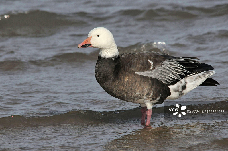 栖息在岸边的灰雁特写图片素材