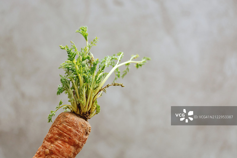 灰色背景上的旧发芽胡萝卜图片素材