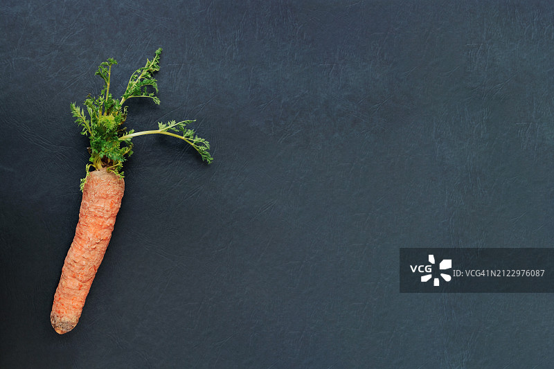 黑色背景上的旧发芽胡萝卜，发芽蔬菜图片素材