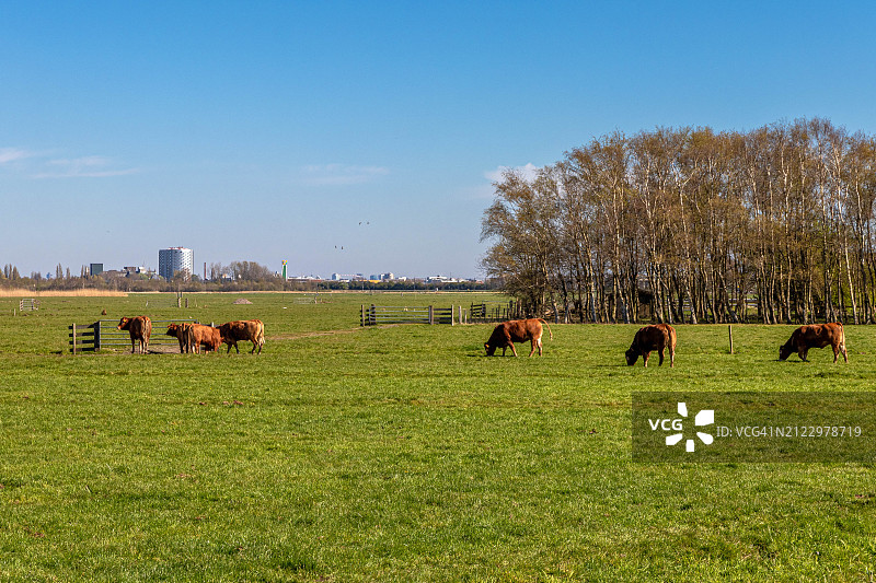 一群奶牛在草地上吃草。图片素材