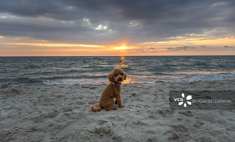 日落时坐在海滩上的贵宾犬图片素材