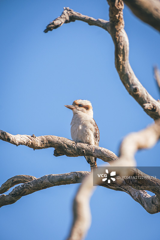 翠鸟栖息在老桉树上图片素材