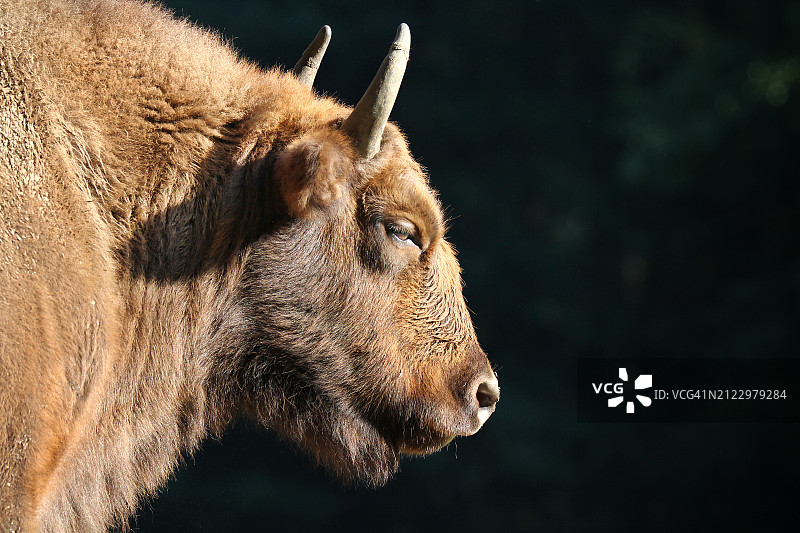 美洲野牛特写图片素材