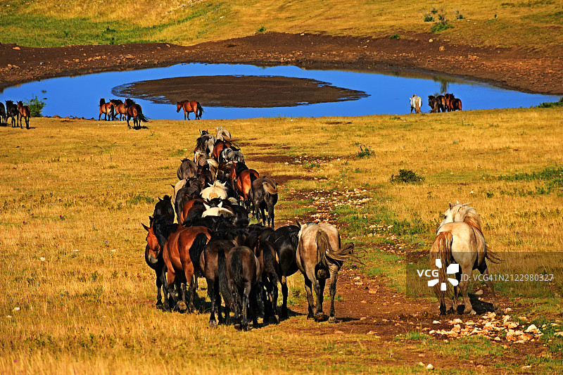 在田野水坑旁的野马图片素材