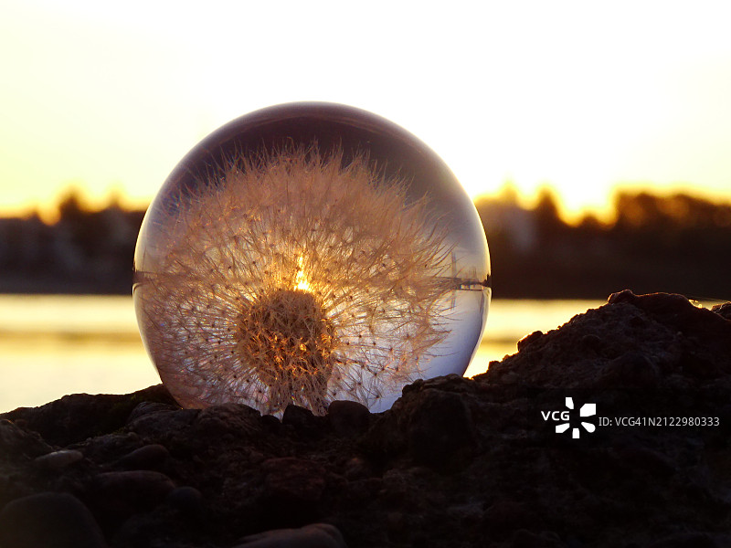 夕阳下岩石上蒲公英特写图片素材