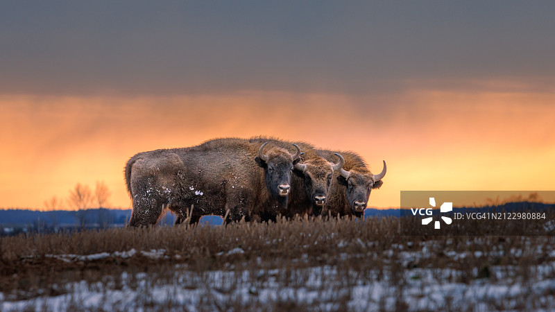 日落时分，水牛在田野上站立的侧面剪影图片素材