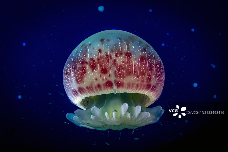 炮弹水母图片素材