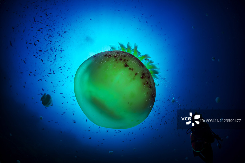 炮弹水母图片素材