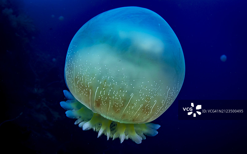 炮弹水母图片素材