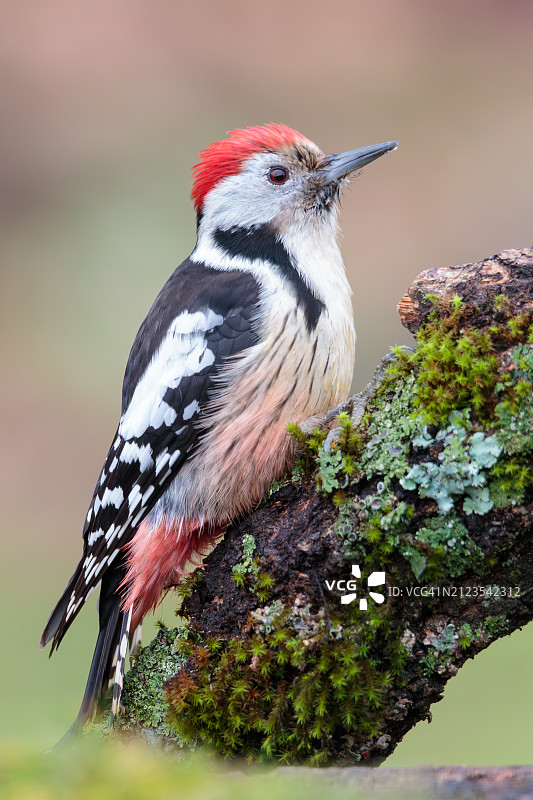 啄木鸟栖息在树上的特写图片素材
