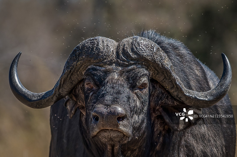 水牛特写图片素材