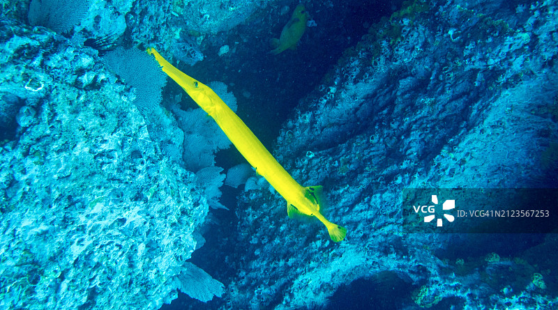 在海中浮潜的女人图片素材