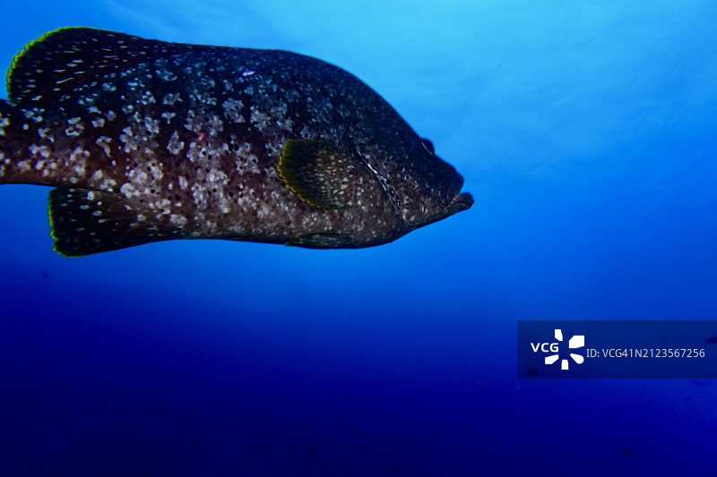 海水中游动的海鳗特写图片素材