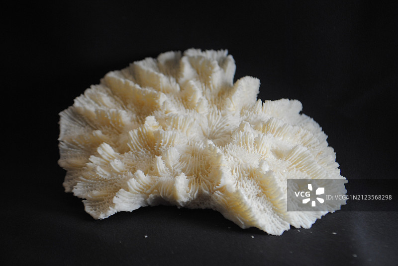 黑色背景上的动物骨骼特写图片素材