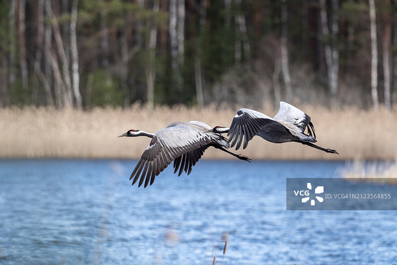 飞越湖面的起重机特写，芬兰瓦尔凯akoski图片素材