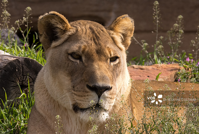 塔尔萨草原上的雄狮特写，俄克拉荷马州，美国图片素材