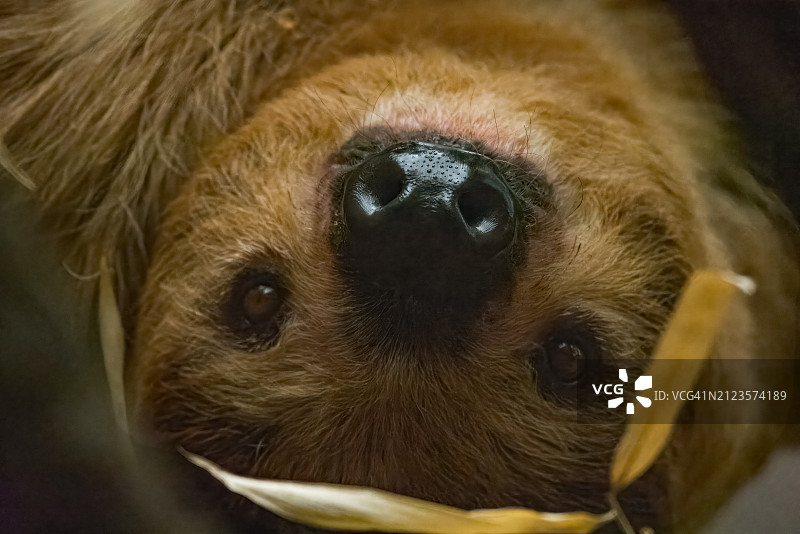 狗狗的特写肖像, 美国俄克拉荷马州塔尔萨图片素材