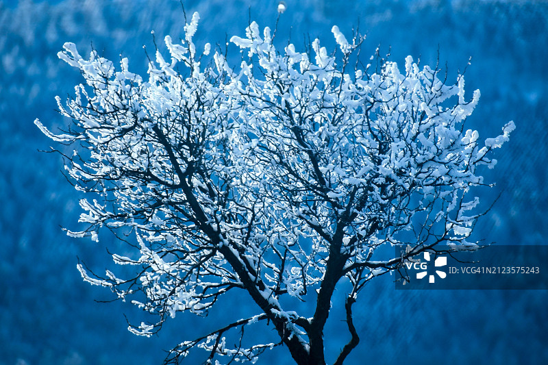 低角度拍摄：美国蒙大拿州卡利斯佩尔，蓝天下的樱花树图片素材