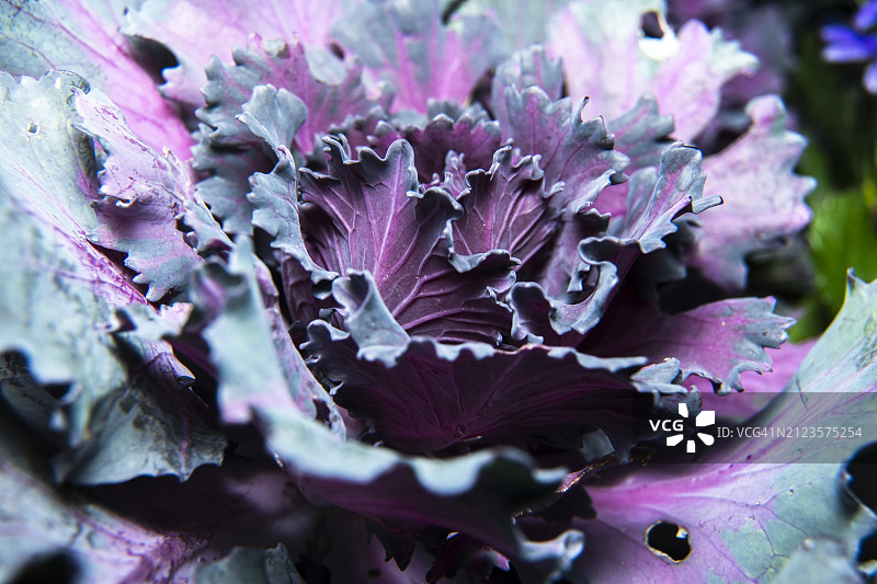 新鲜绿色卷心菜特写图片素材