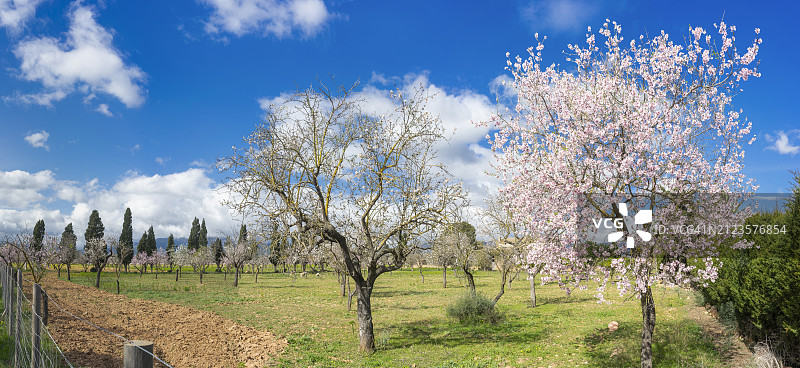田野上的树木映衬着天空图片素材