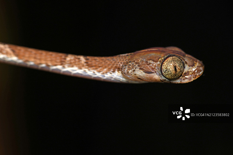 黑色背景下的蛇的特写图片素材