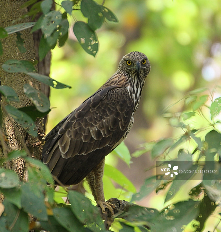 栖息在树枝上的猛禽特写图片素材